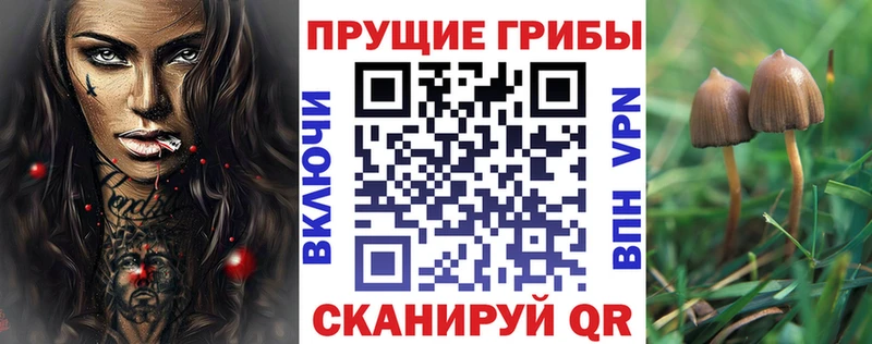 Купить где  Высоцк  Галлюциногенные грибы Psilocybe 